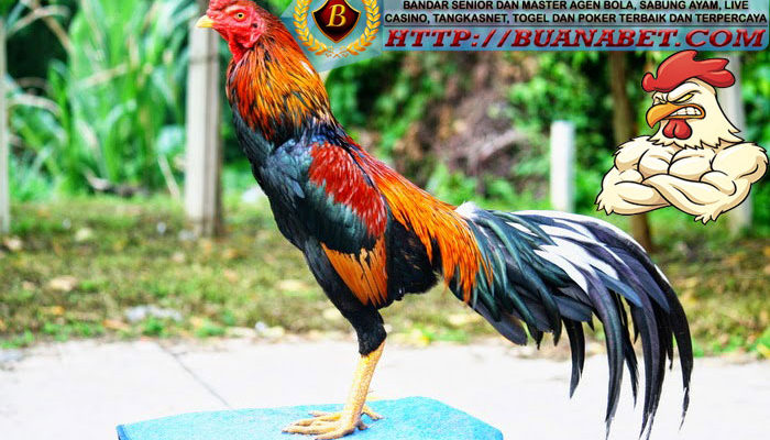 Ayam Thailand