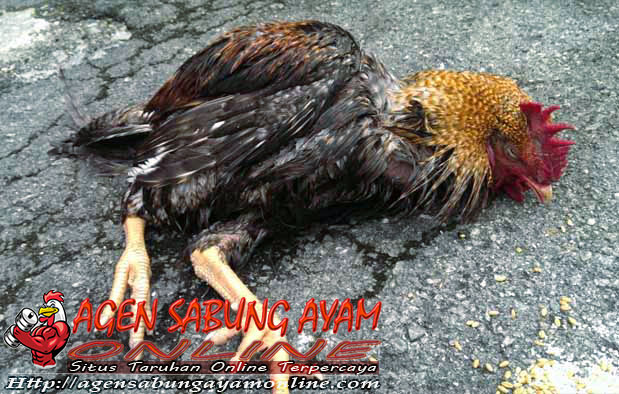 Gejala Penyakit Tetelo Pada Ayam Bangkok