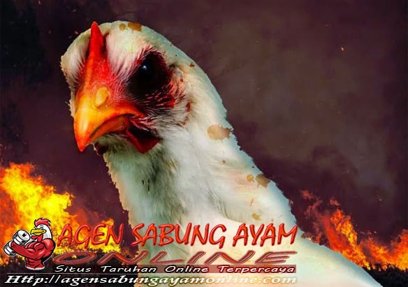 Penyebab Kanibalisme Ayam Bangkok