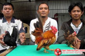 Ternak dan Hobi Ayam Serama