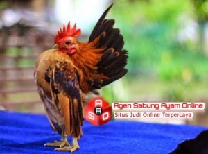 Kontes Ayam Serama