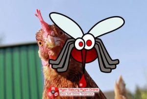 Ayam Pencegah Nyamuk Malaria