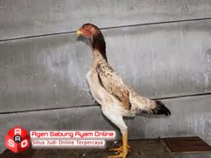 Ayam Betina Taiwan