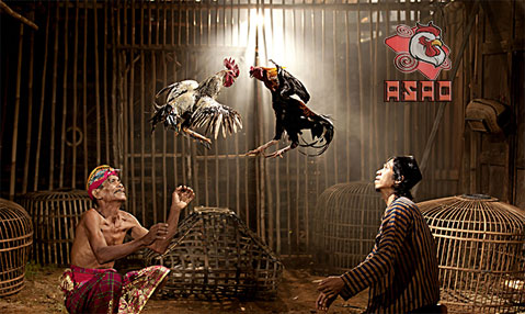 Tradisi-Sabung-Ayam-di-Bali
